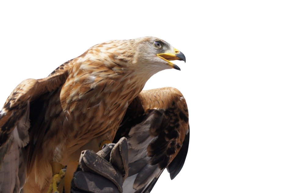 golden eagle on white background