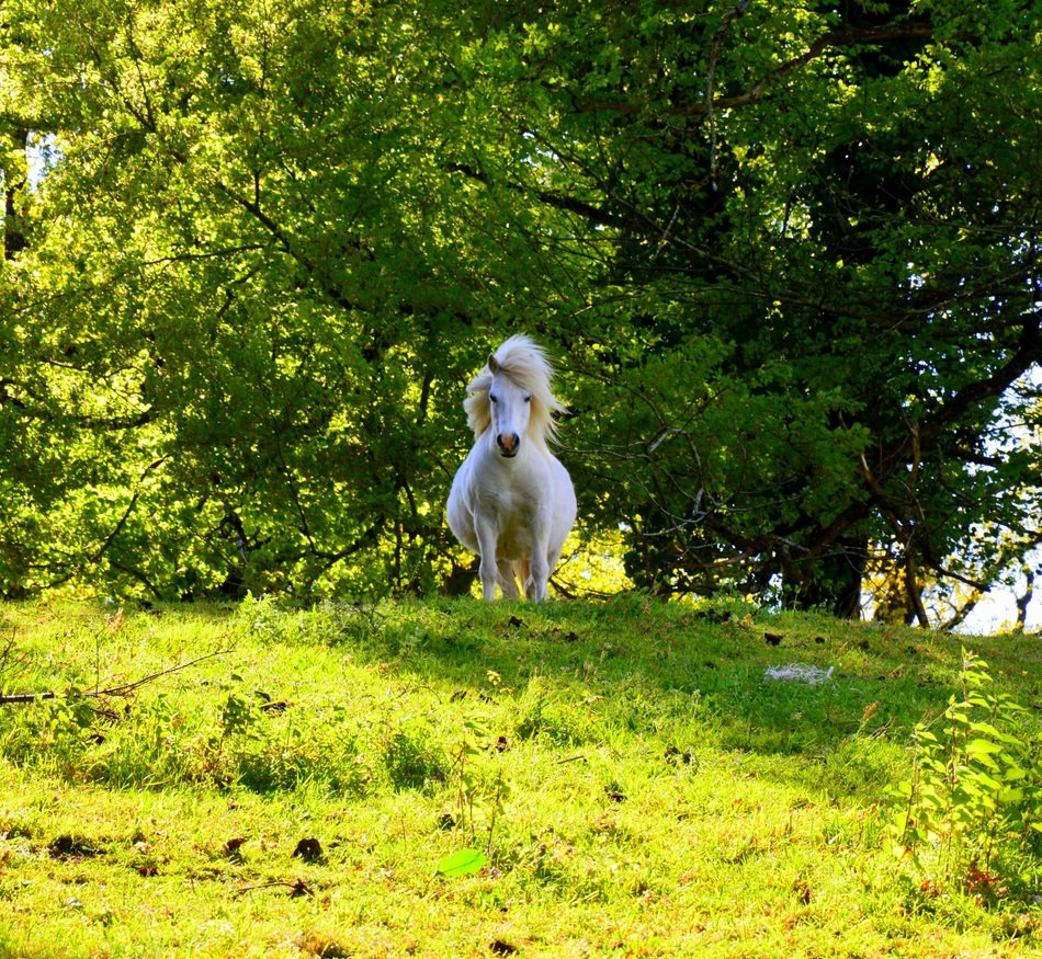 Picture of the dwarf horse