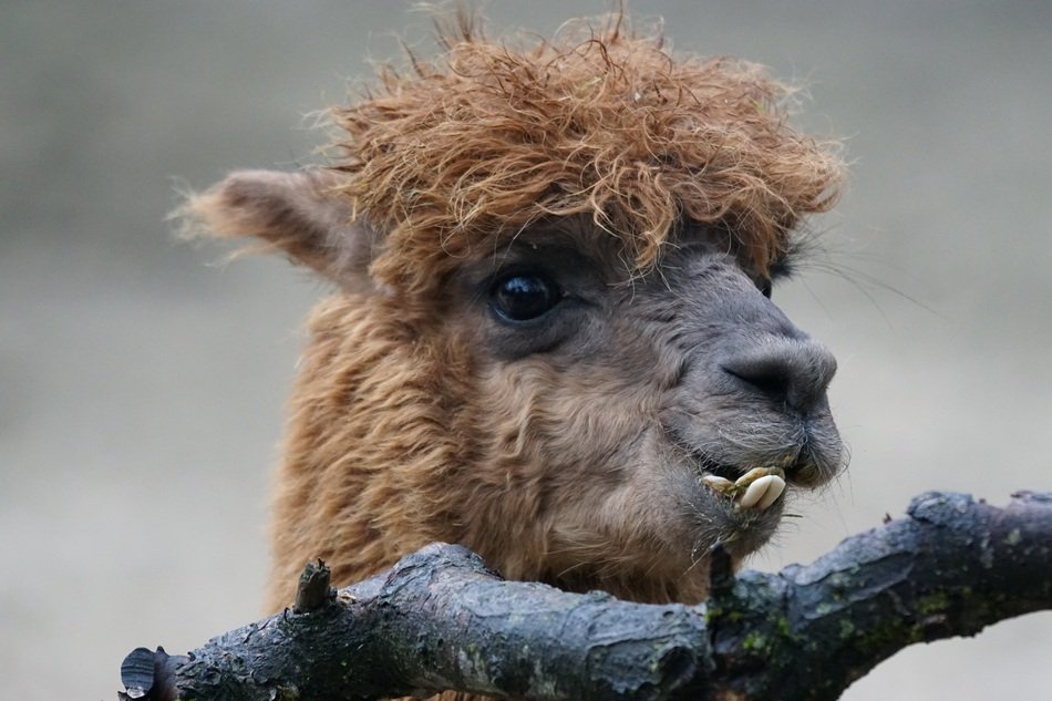 Alpaca Vicunia Pacos