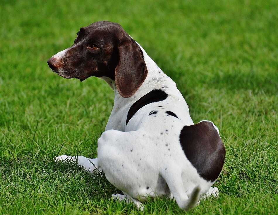 spotted dog on a green meadow, wildpark poing