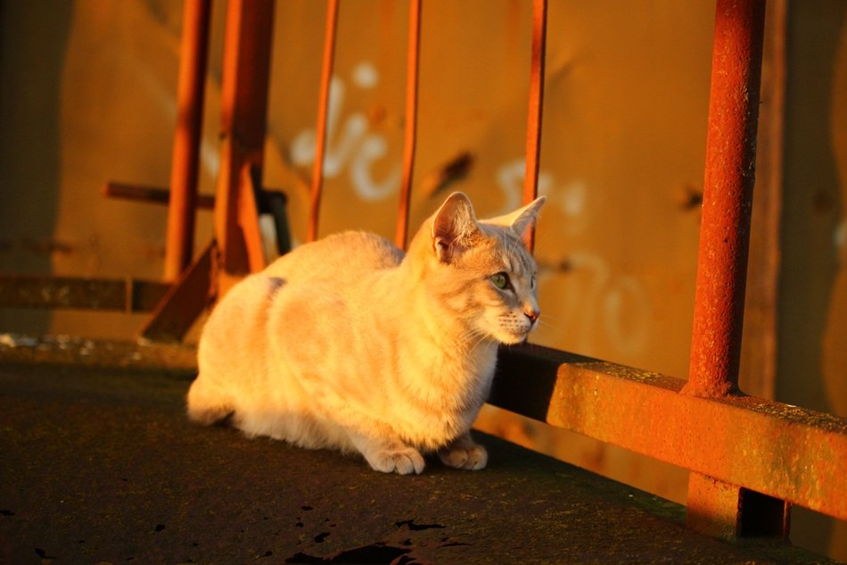 cute cat outdoor