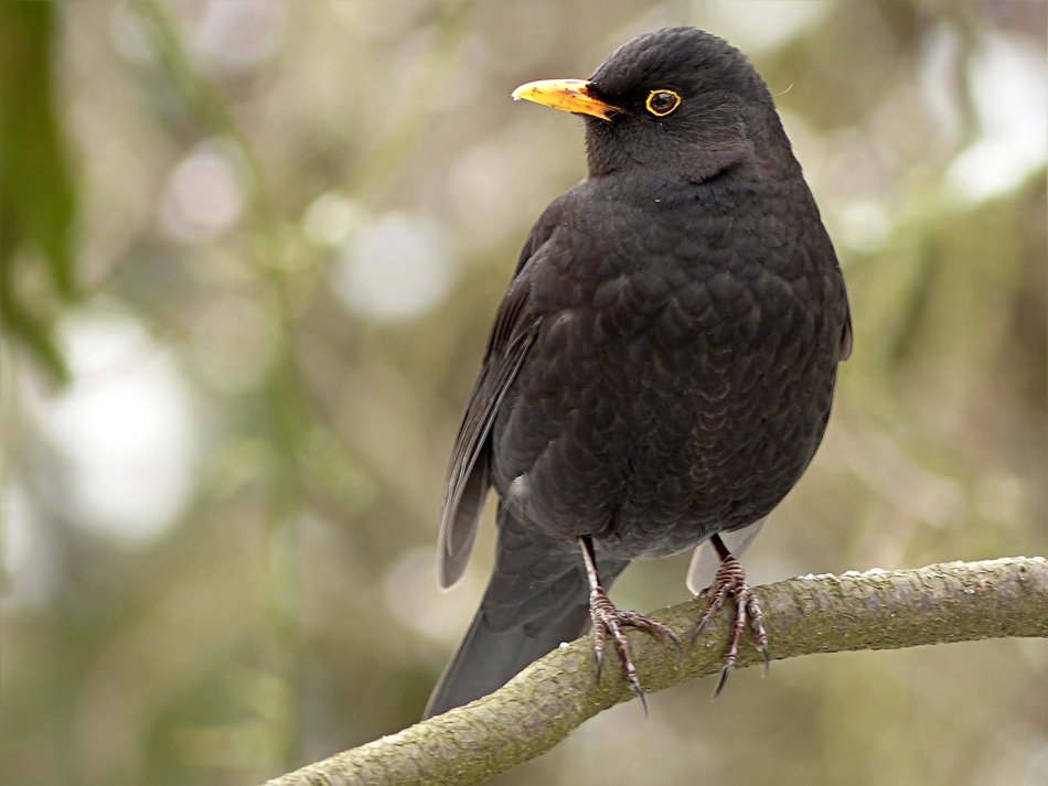 black throttle on a branch in the park close-up on blurred background