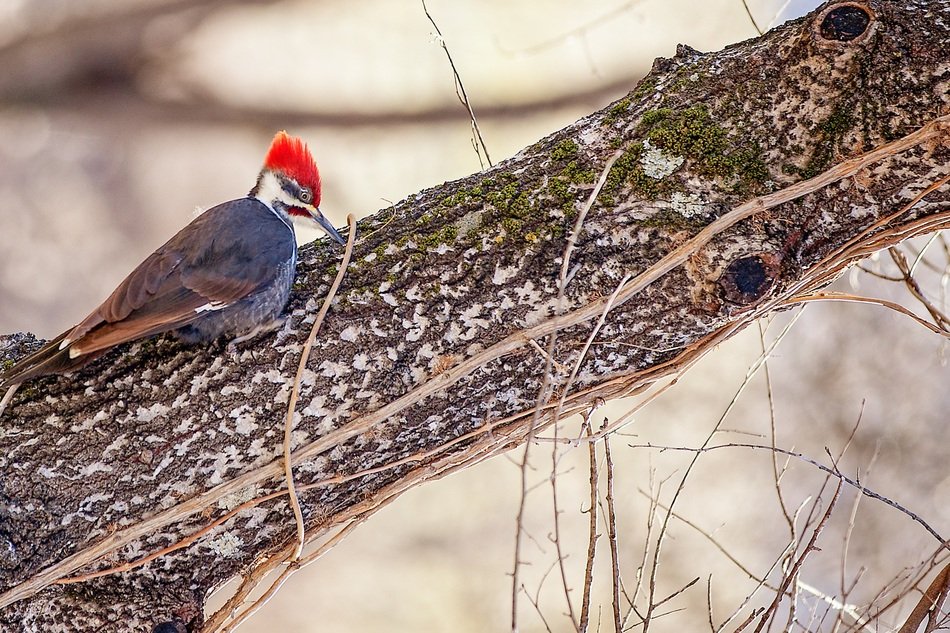 bird Krasnoperekopsk on the tree