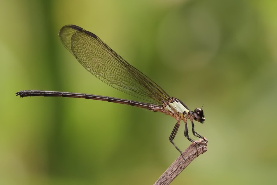 closeup of a damselfly in wildlife