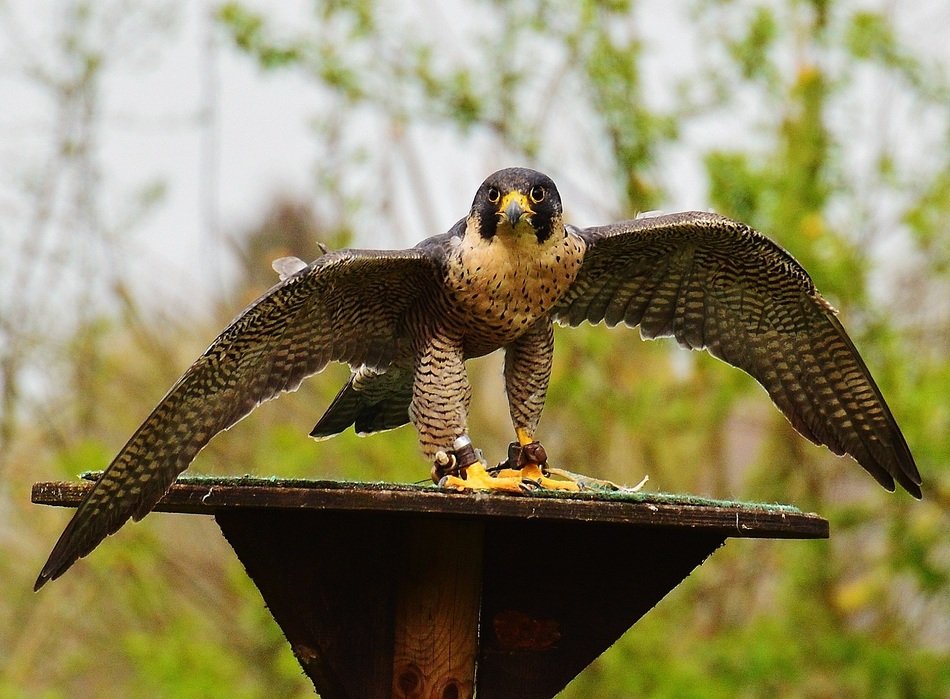 Photo of falcon with spread wings