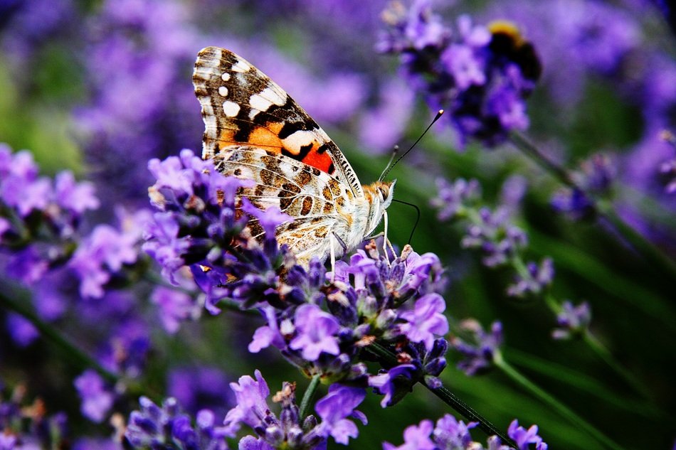 vanessa cardui on purple lavende close-up on blurred background