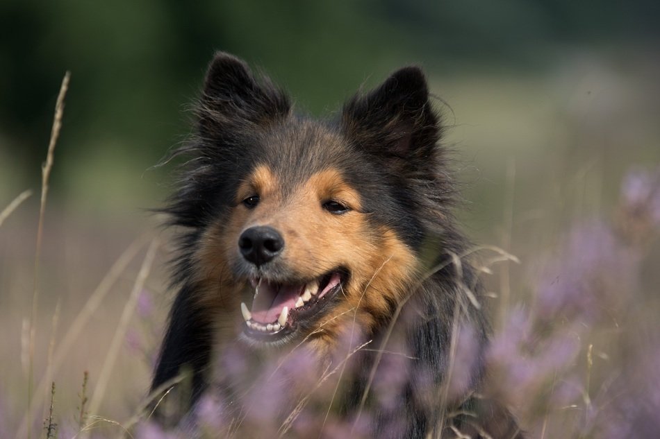 portrait of sheltie in grass