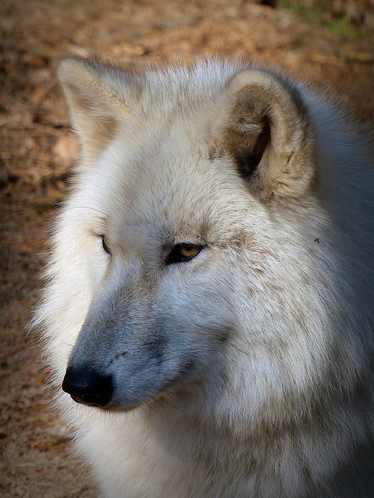 White fluffy wolf free image download