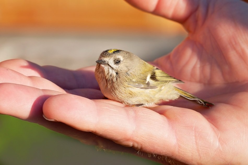 beautiful Young Bird