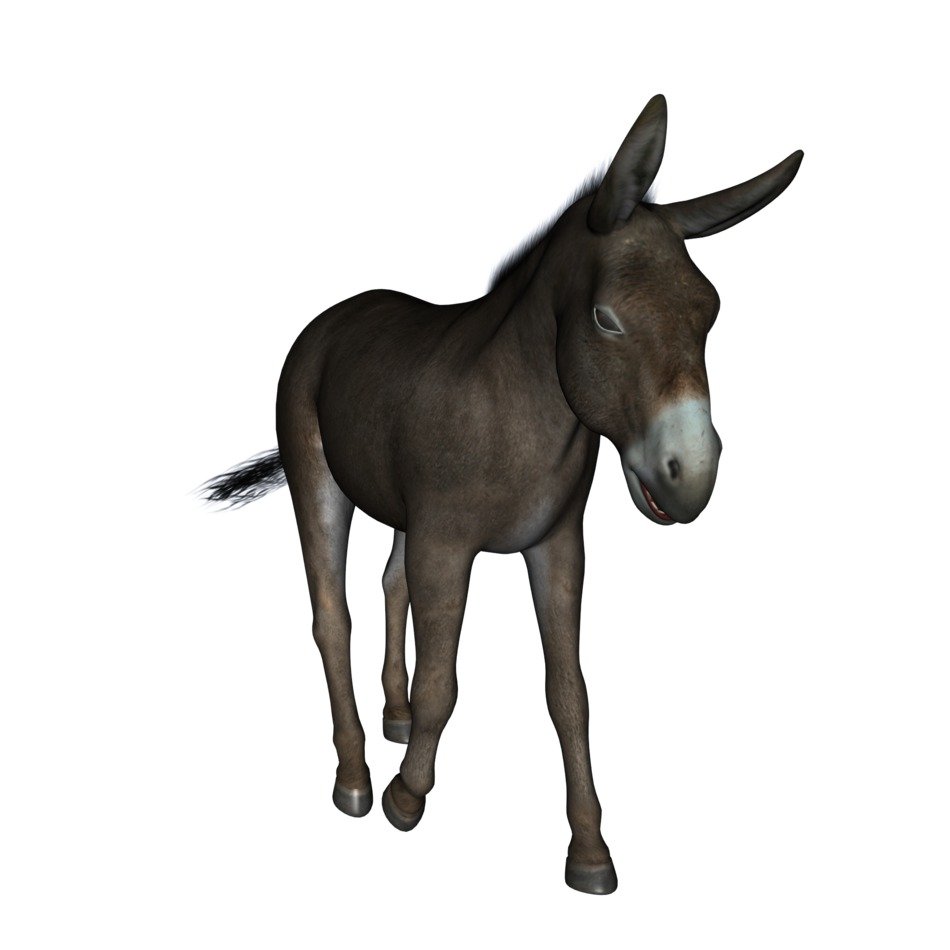 beautiful Donkey drawing