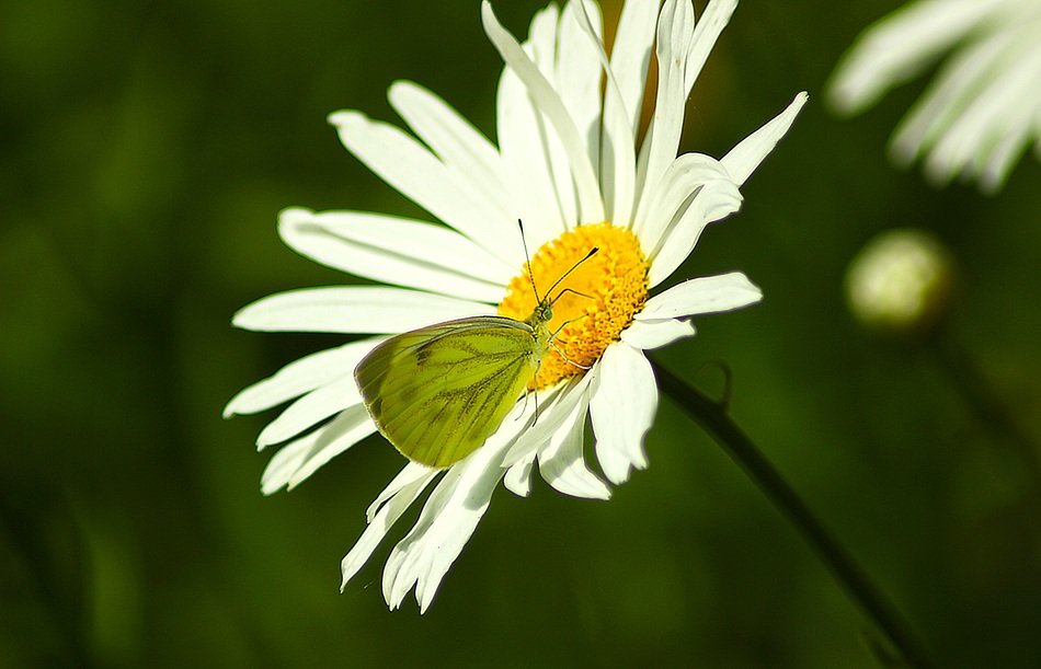 green butterfly on daisy close up