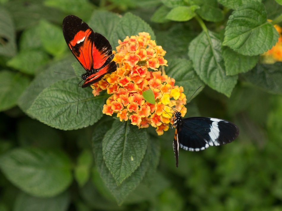 Colorful exotic butterflies in the butterfly park among the plants