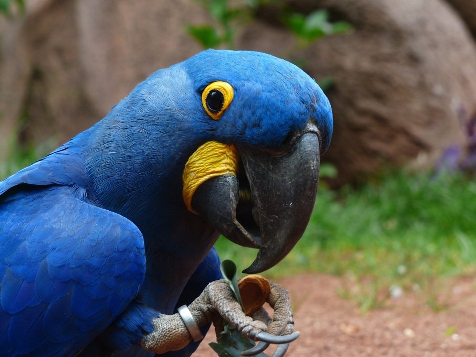 Blauaras Parrot