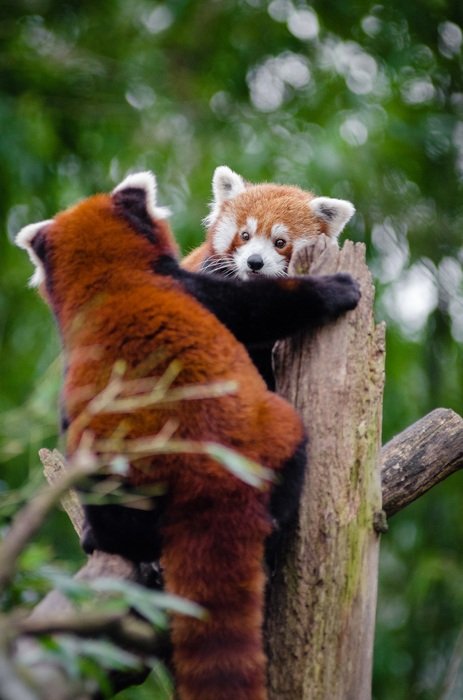 Red Pandas Couple playing on the tree