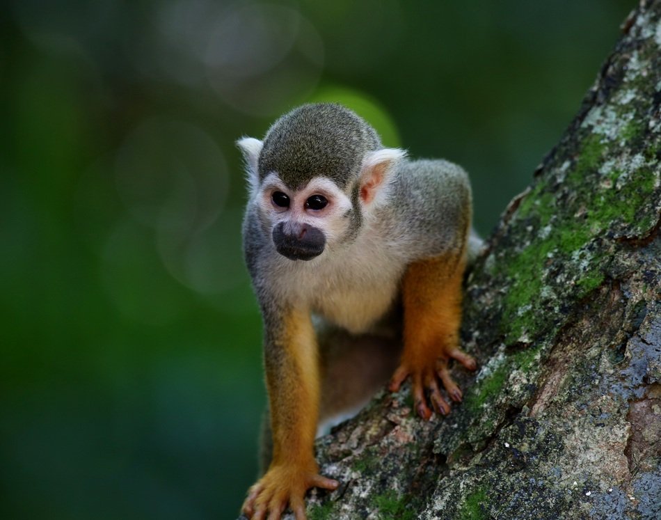 scented monkey on the tree