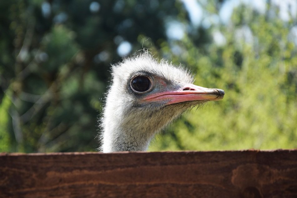 ostrich in a pen in the zoological garden