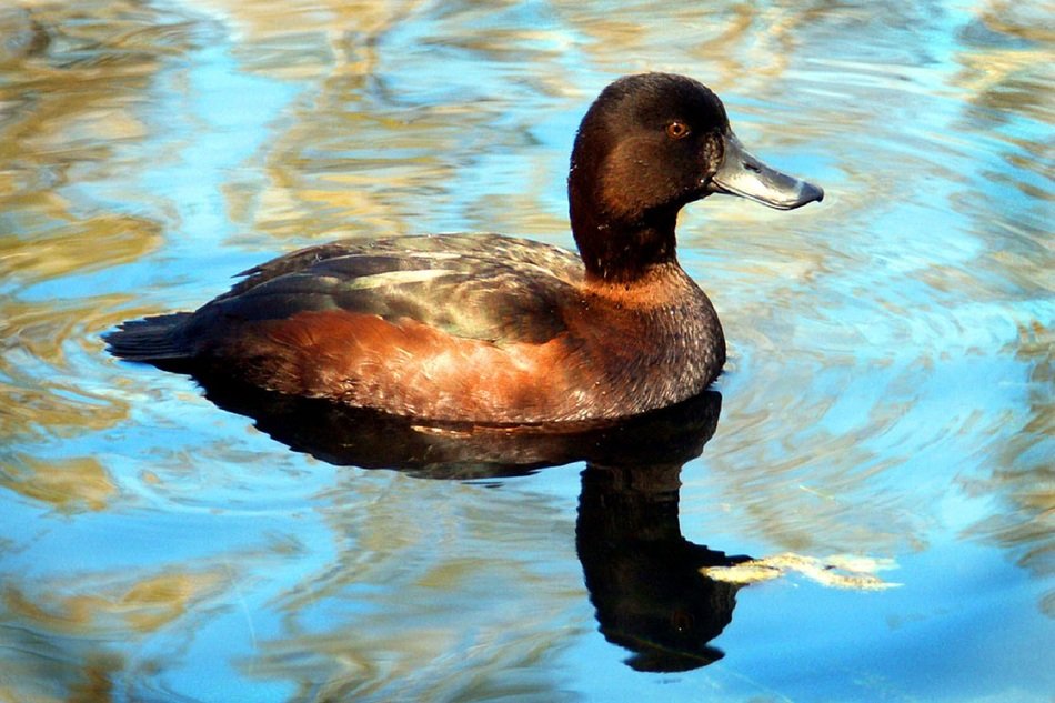 duck on the brilliant water of the pond