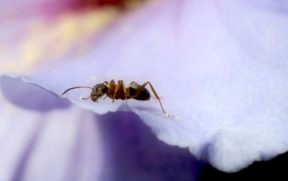 Ant on purple petal, macro