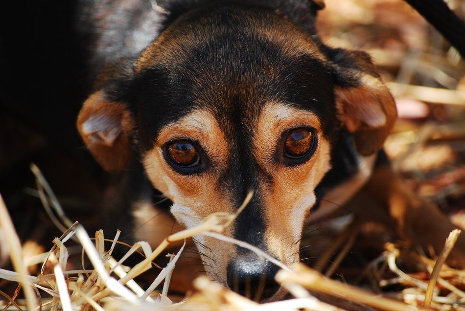 beautiful dog eyes