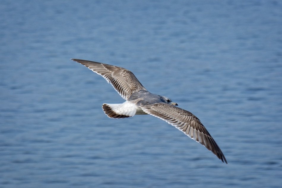 the bird soars above the water