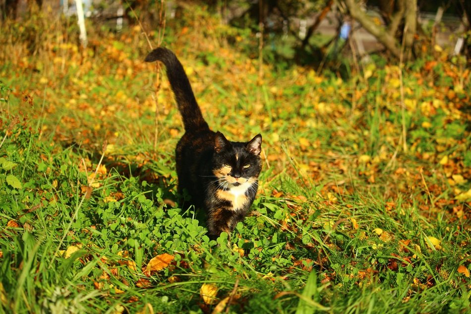 dark cat in bright colors of autumn