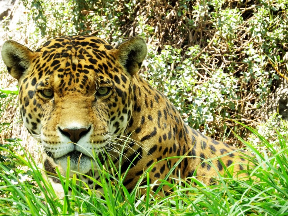 Otorongo in the grass