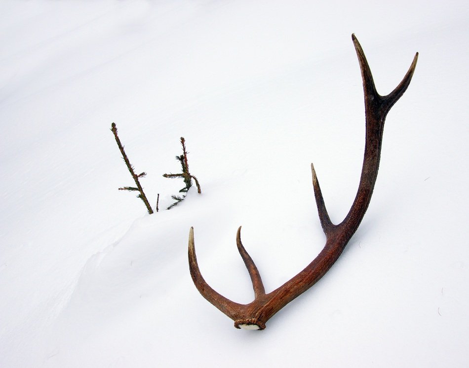 antlers on the snow
