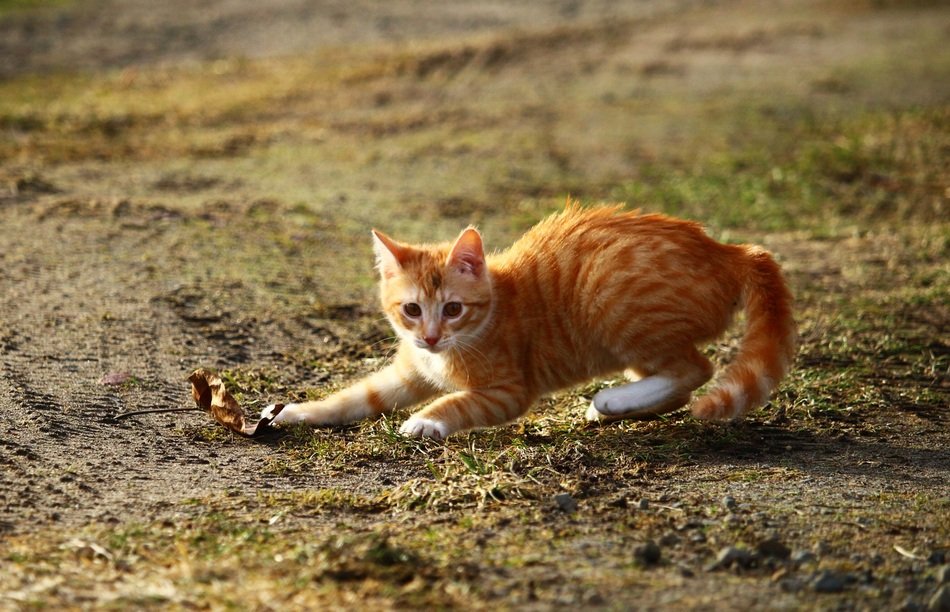 plaiyng red kitten