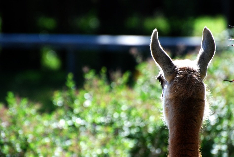 Beautiful lama among the plants in light in wildlife