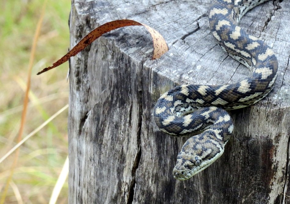 snake crawling on the stump