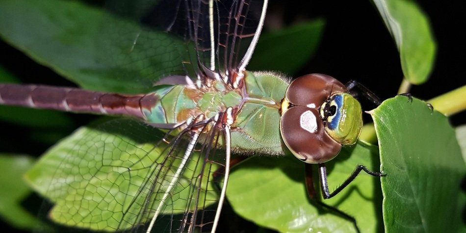 brown green dragonfly in wildlife