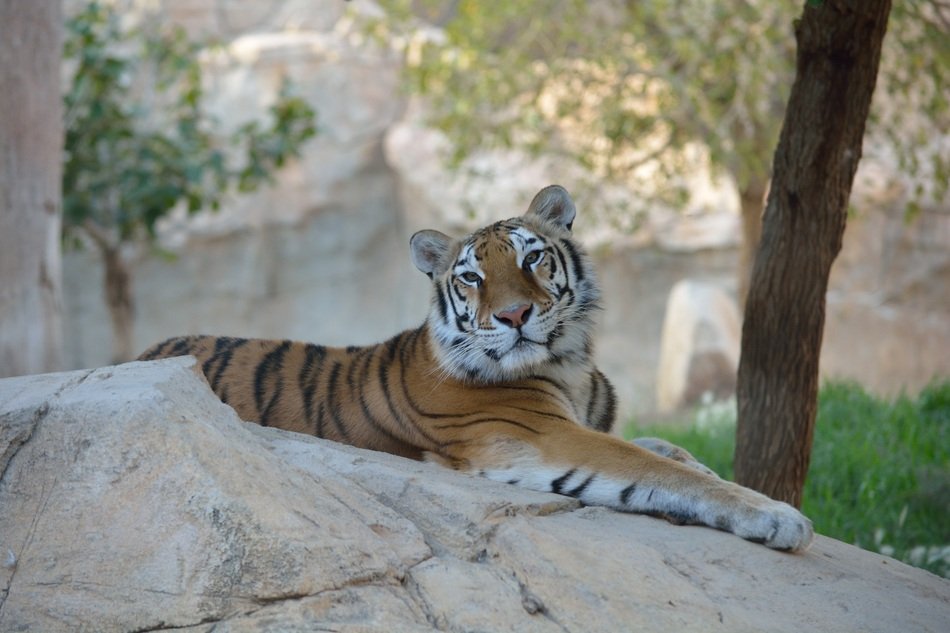 tiger lay down on the stone