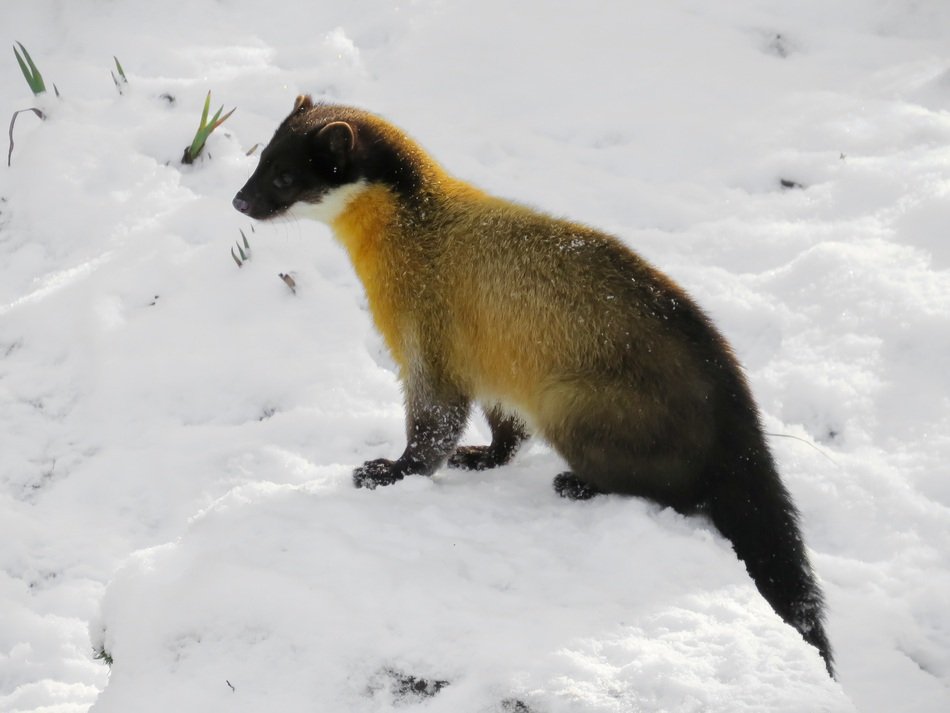 Marten in the snow