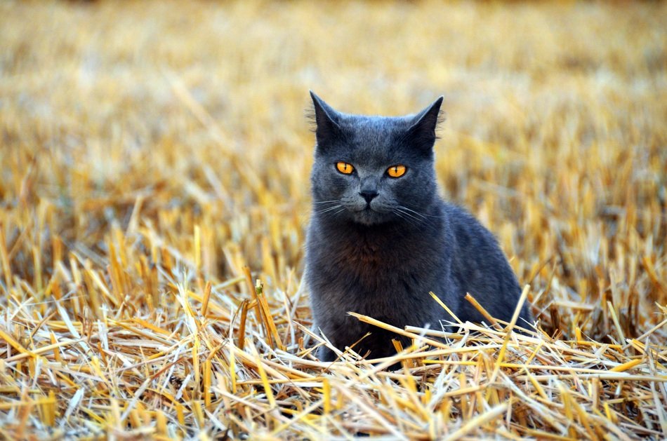 black cat sits on the straw