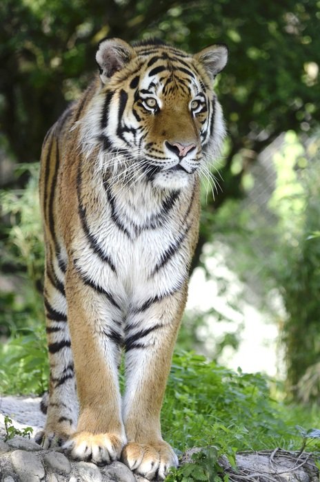 beautiful striped tiger at the zoo