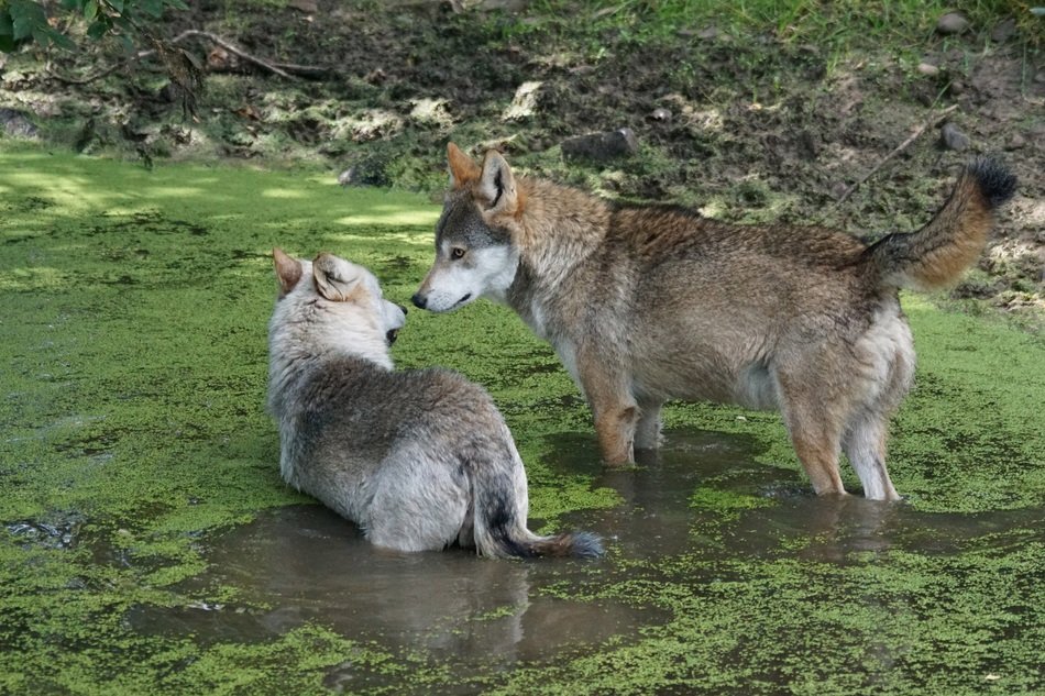 wolf in the black forest