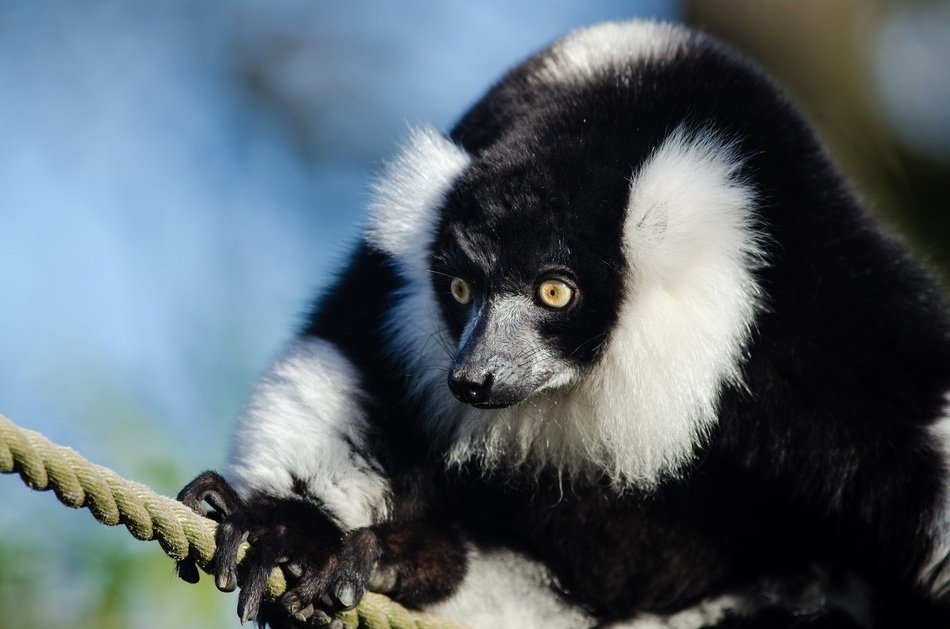 black and white ruffed lemur in the zoo