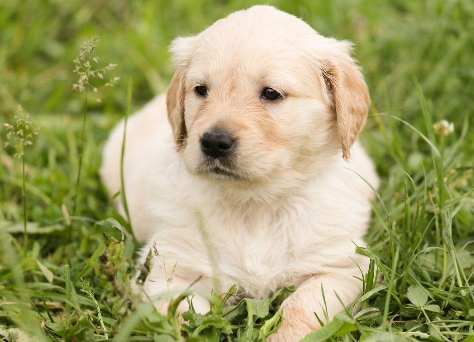 sweet puppy of golden retriever