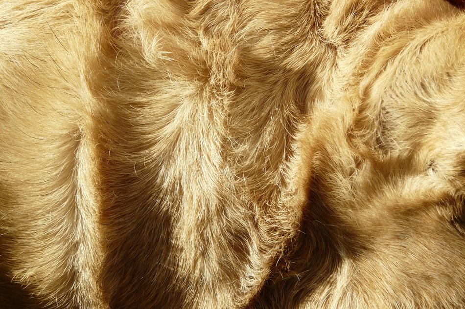 Fur Detail free image download