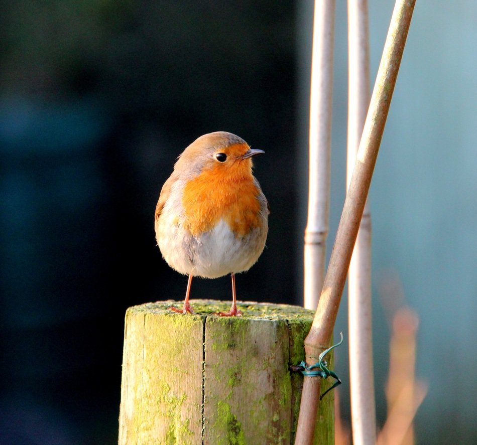 bird with orange feathers on a pole