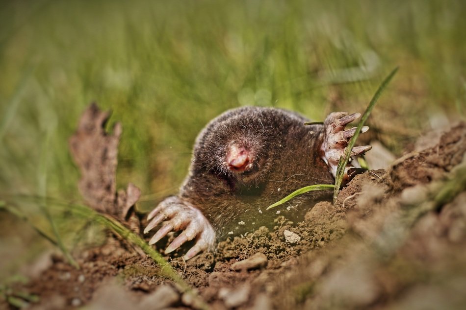 Mole near burrows in the meadow