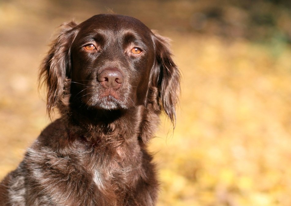Small Münsterländer dog with the blurred background