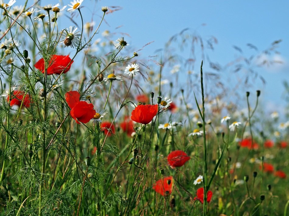 red poppies and white camomile and on the field