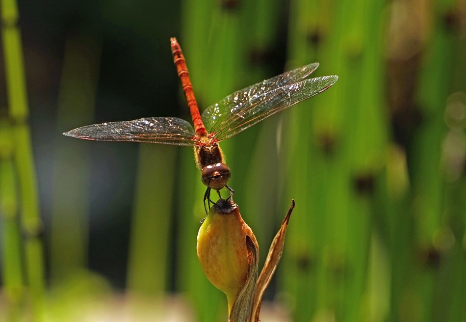 red Dragonfly in nature