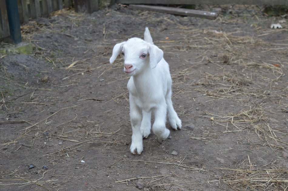 white goat in the yard