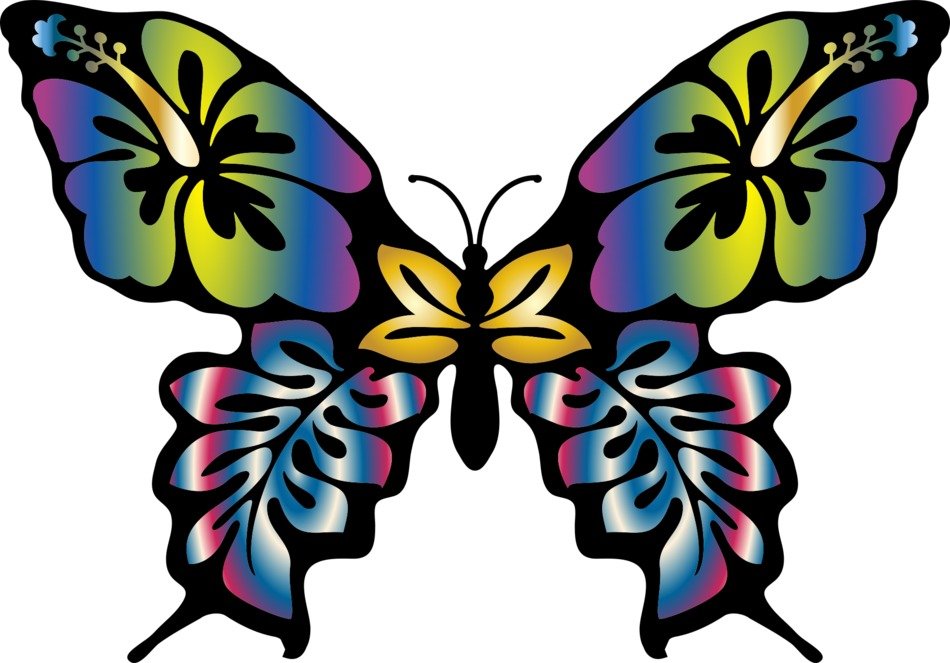 rainbow butterfly image