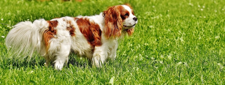 spaniel on the green meadow