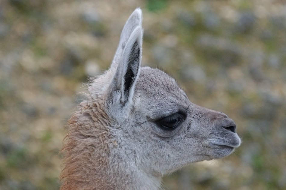 Young Guanaco