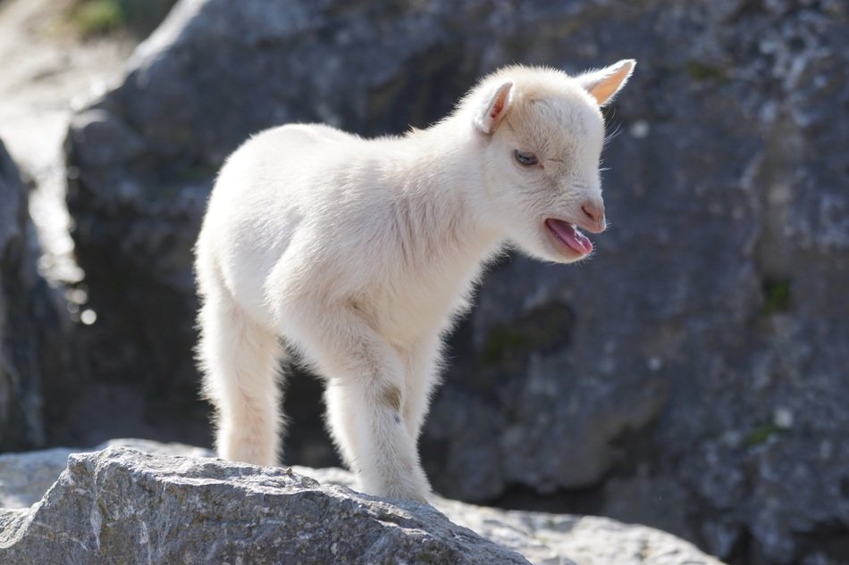 pygmy goat on the rock