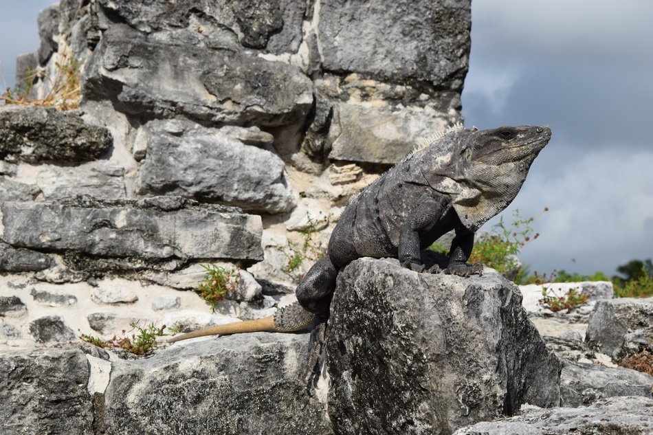 a huge monitor lizard is on the stone